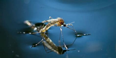 Importance Of Mosquito Control Macon Mosquito Abatement District