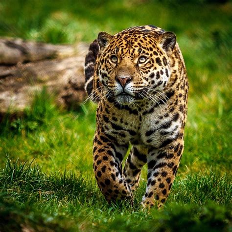Prowling Jaguar By Allanp Ephotozine