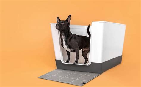 Best Dog Litter Boxes And Other Indoor Dog Potty Options Canine Journal