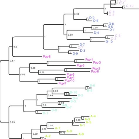 Phylogenetic Relationships Between Aedes Aegypti Isofemale Lines