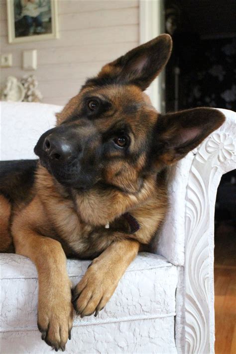 2 Year Old Gsd Best Dogs Funny Animals I Love Dogs