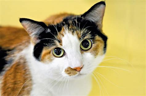 Fun Facts About Calico Cats