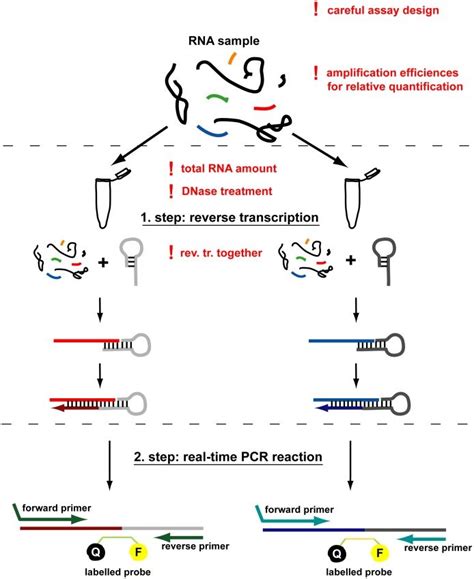 Pcr is based on using the ability of dna polymerase to synthesize new strand of dna complementary to the offered template strand. Temps reel pcr rnase h inactivation | raikertimudf.ml