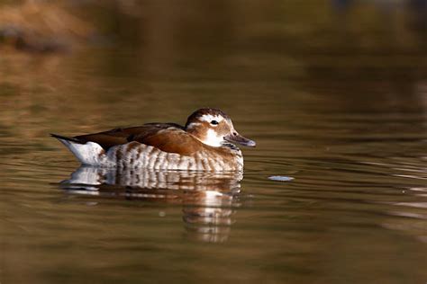 Ringed Teal Duck Photos Stock Photos Pictures And Royalty Free Images