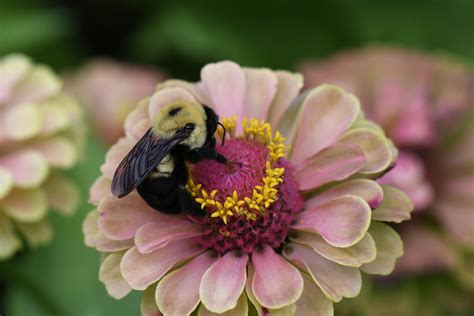 However, not all zinnias are attractive to butterflies: Do Zinnias Attract Bees (The Perfect Answer)