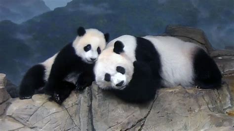 Pandastory Xiao Qi Ji Greets His Fans Smithsonians National Zoo