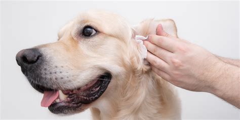 How To Clean Your Dogs Ears Greencross Vets