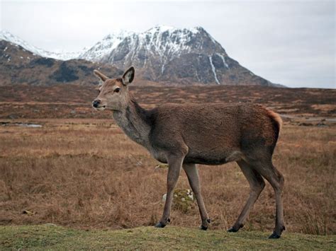 Animal Photo Gallery Scottish Landscape And Wildlife Photography By