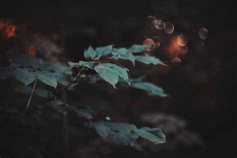 Wallpaper Sunlight Leaves Night Nature Reflection Plants Macro