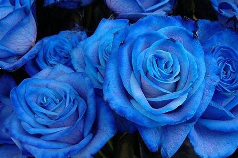 Imágenes De Rosas Azules Imágenes