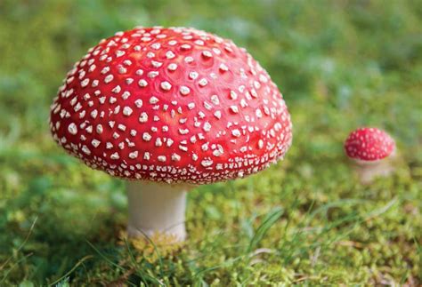 An Essential Skill Wild Mushroom Identification Garden