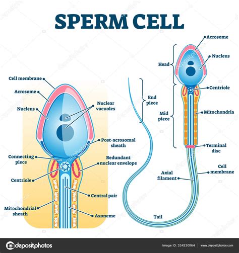 Sperm Cell Anatomy Education Fertility Diagram Stock Vector Image By