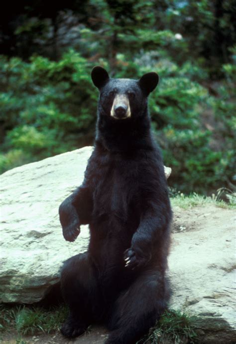 Fileblack Bear Large