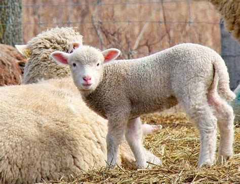 Visit This Lamb Farm Near Cleveland To Explore Our Agricultural Roots
