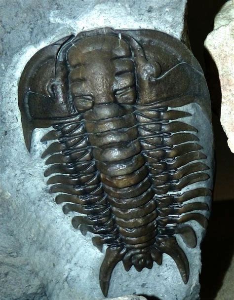 Trilobite Collection Discover Ancient Arthropods Amnh Trilobite