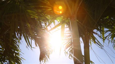 Beach Tree Lens Flare And Tourists Stock Footage VideoHive