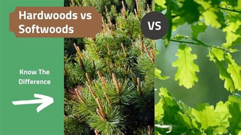 hardwood vs softwood learn how to tell the difference