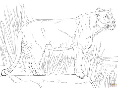 Realistic Lioness Coloring Pages