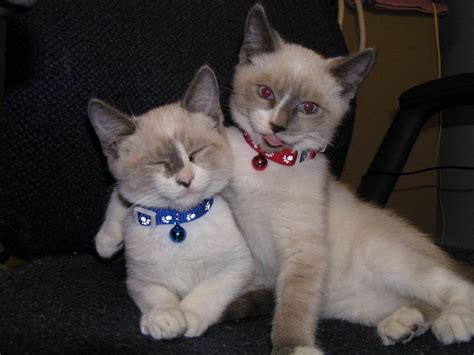 Two Siamese Cats Sitting Next To Each Other On A Chair
