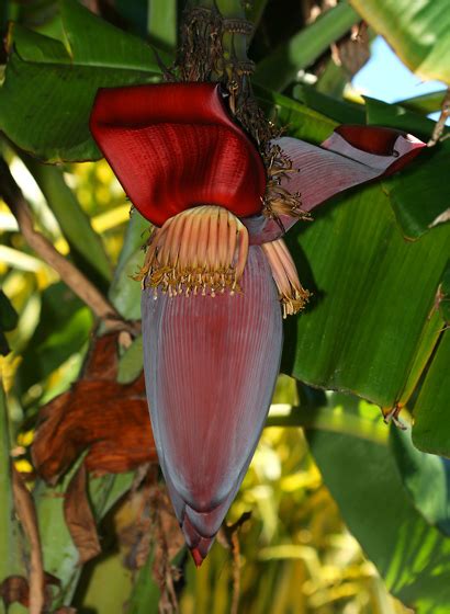 The scientific name of bananas is musa acuminata. Musa acuminata - Banana, Edible Banana - Hawaiian Plants ...