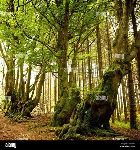 Forest Path Lined With Old Beech Trees Stock Photo Alamy