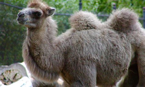 Bactrian Camel Franklin Park Zoo