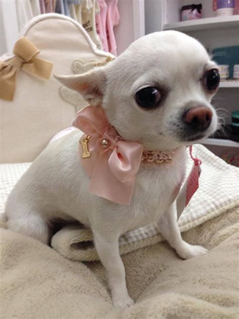 Sweet 720×960 White Chihuahua Chihuahua Lover Chihuahua Puppies