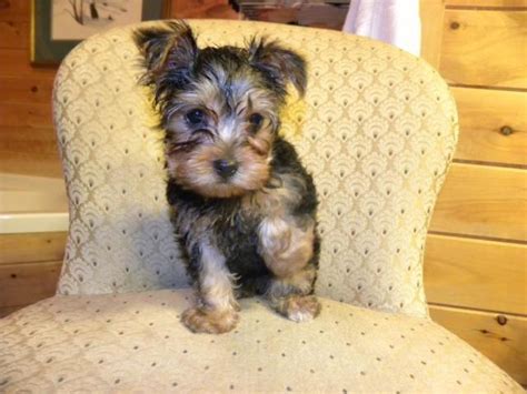 1 Male And 1 Female Yorkie Puppies For Sale In Dahlonega Georgia