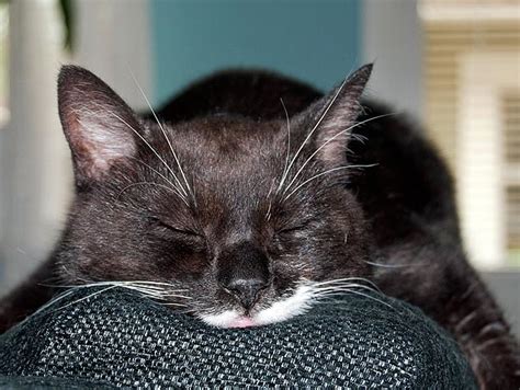 This guide will discuss kidney disease in cats and look at cat food for kidney health to improve your cat's quality of life. What Are The Stages Of Kidney Disease In Cats - CatWalls