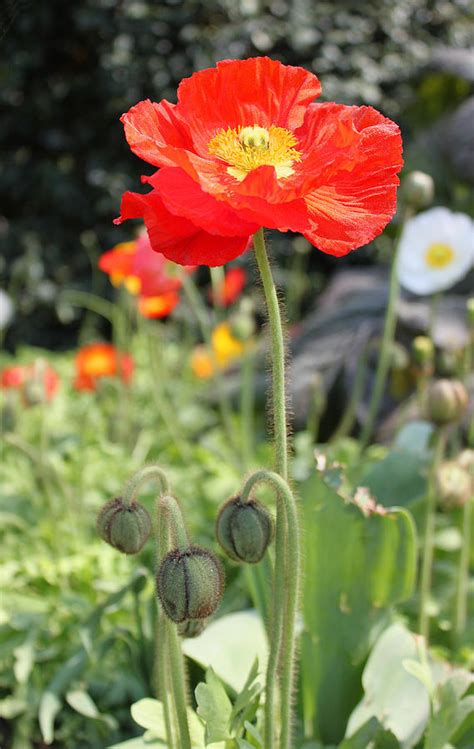 Red Iceland Poppy Photograph By Suzanne Gaff