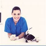 Holistic Treatment For Uti In Dogs
