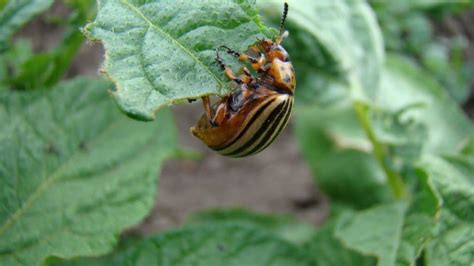 The 15 Insects Most Dangerous To Your Garden Plus How Do You Keep