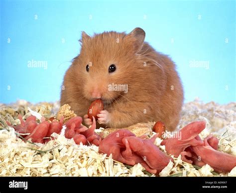 Rar Hamster Porn Tube Pc Pro Activator Serial Utorrent