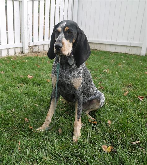 Bluetick Coonhound Complete Guide Info Pictures Care And More Pet Keen