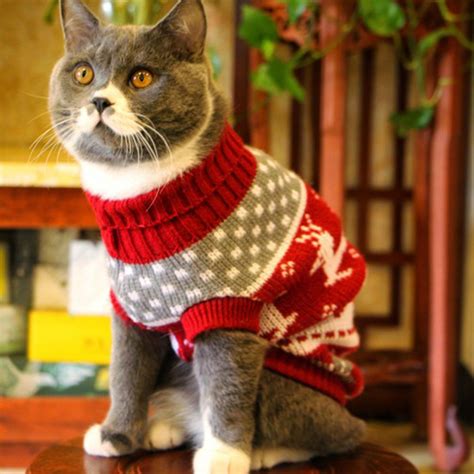 Cat Clothes Best Cat Clothes And Accessories