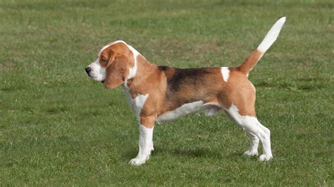 Beagle Tail Complete Guide Look Curled Communication Problems