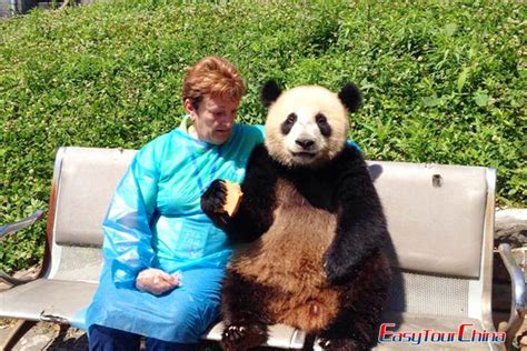 Pandas In Bifengxia Panda Base Chengdu Attractions Panda China Easy