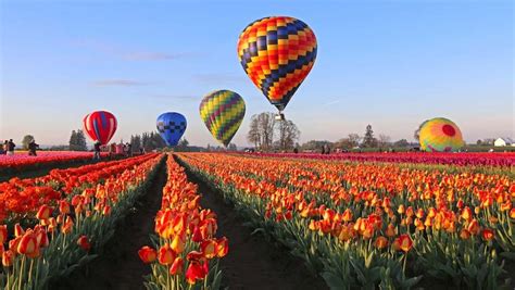 Inside Oregons Wooden Shoe Tulip Festival