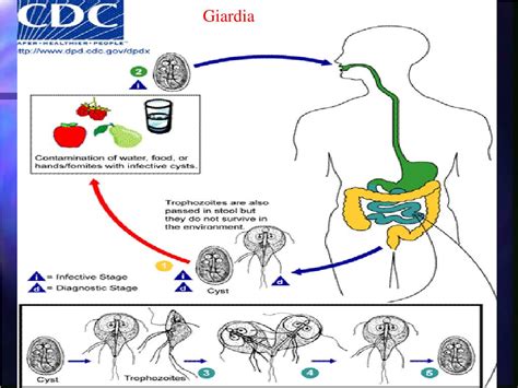 What Is Giardiasis In Humans General Information Giardia Parasites