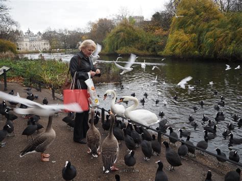 London Royal Parks Lady Feeding Birds In St Jamess Park