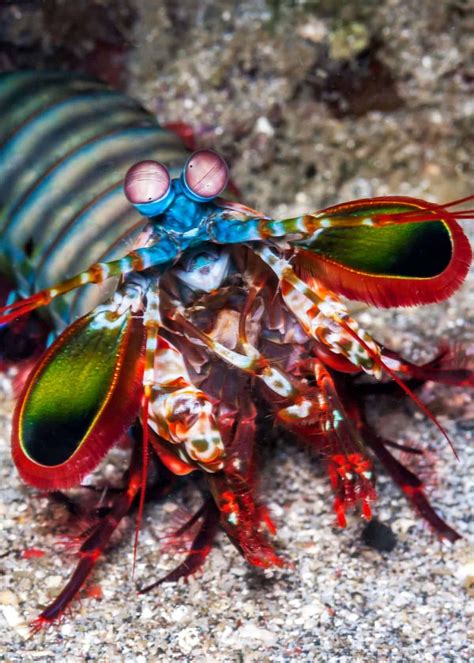Fastest Punch In The World Check This Peacock Mantis Shrimp Is Amazing Come Check It Out