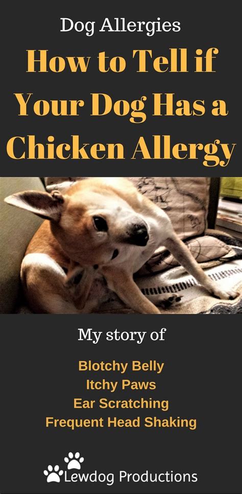 My Dog Is Allergic To Chicken And Beef Lowell Decesares Coloring Pages