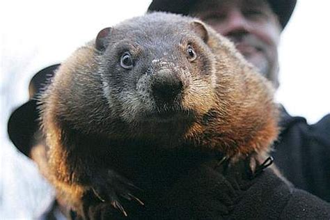 Punxsutawney Phil: Can You Let Me Know When The Groundhog Day Ceremony Is So I Can Put Some ...