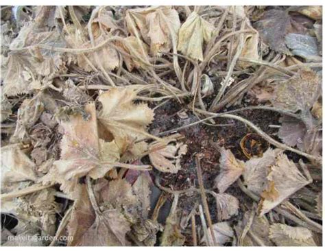 It will bloom from late spring to early autumn. How to Care for Perennials in early Spring | Make it a Garden