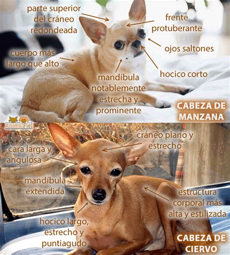 Álbumes 90 Foto Chihuahua Cabeza De Venado Vs Cabeza De Manzana Alta