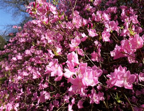 Rhododendron Albrechtii Trees And Shrubs Online