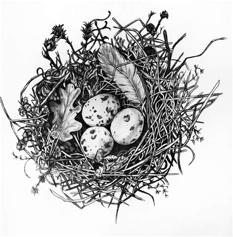 Birds Nest Pencil Drawing Nest Art Bird Nest Painting Pencil
