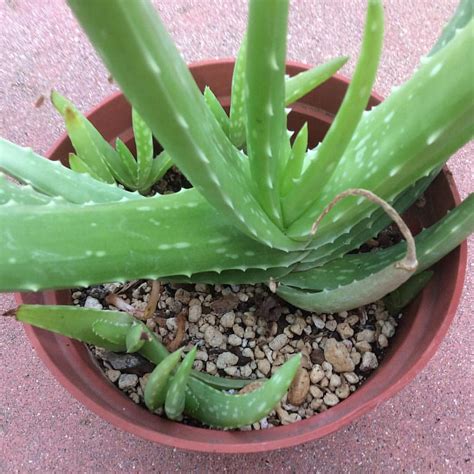 But their tubular flowers, produced high on long, elegant stems, are a rare sighting in households due to the inadequate sunlight they receive. Why Aloe Vera Should Be in Your Garden and the Best Way to ...