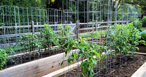 Comment Fabriquer Une Cage à Tomates Conseil Au Jardin