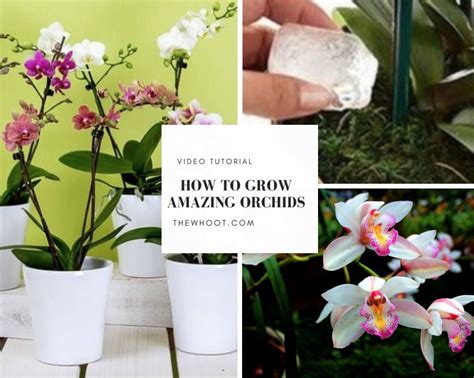How To Grow Orchids Indoors A Guide For Beginners Growing Orchids